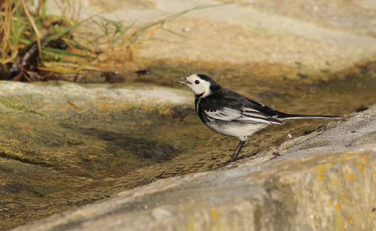 White Wagtail (British) - ML82190141