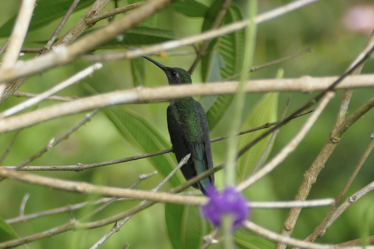kolibřík šedoprsý - ML82192441