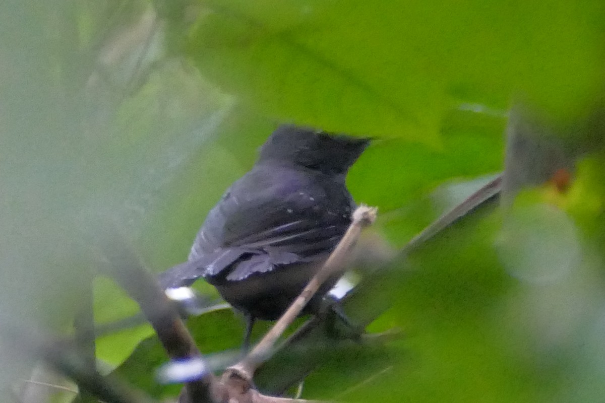 Brownish-headed Antbird - ML82192651