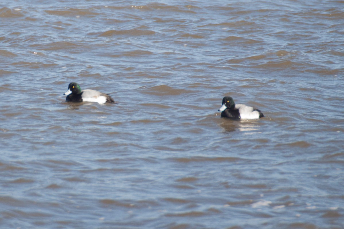 Greater Scaup - ML82194921