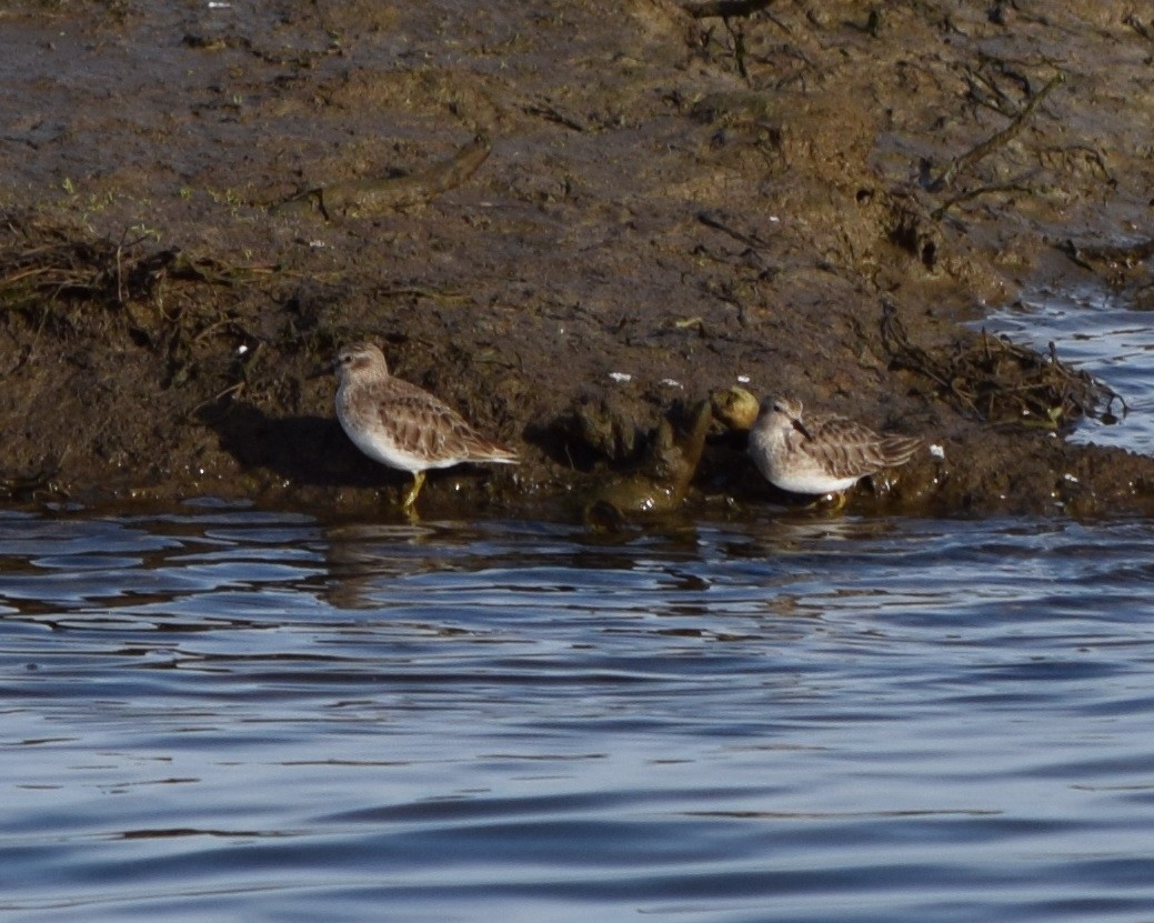 Least Sandpiper - ML82195171