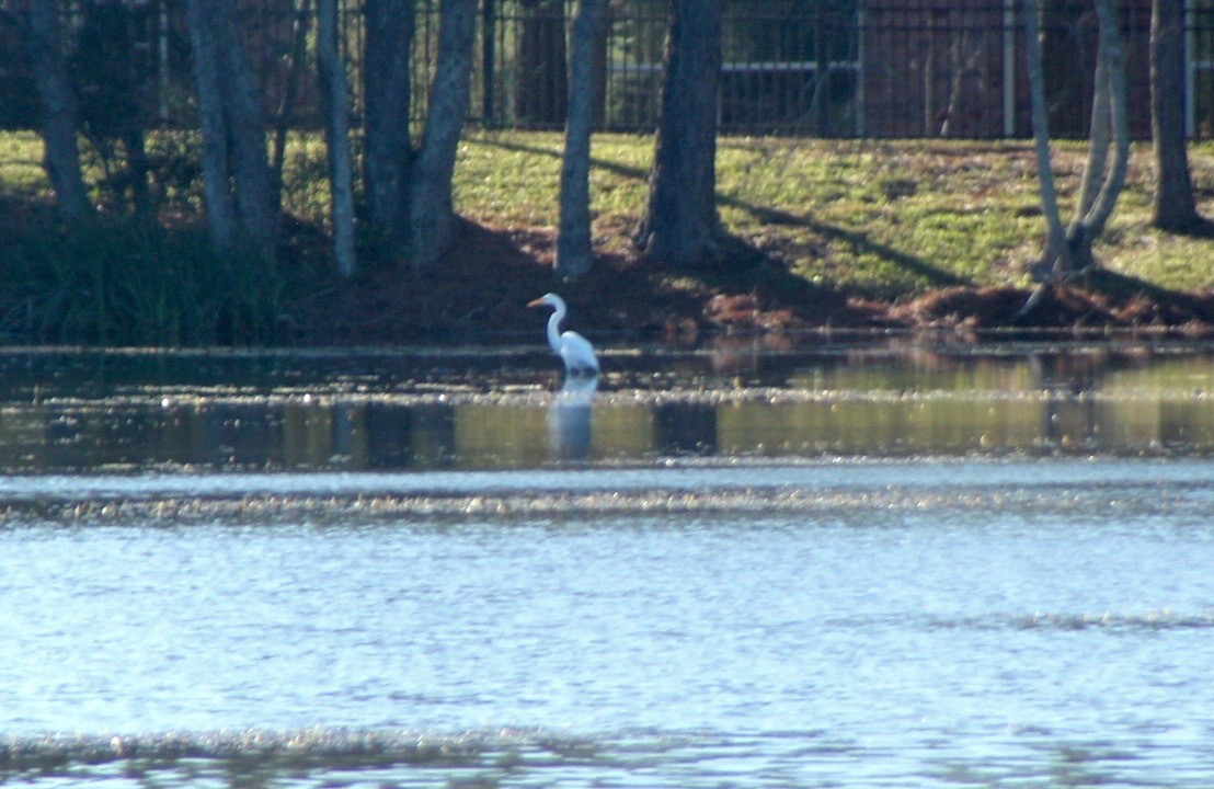 Great Egret - Amy McGonigal