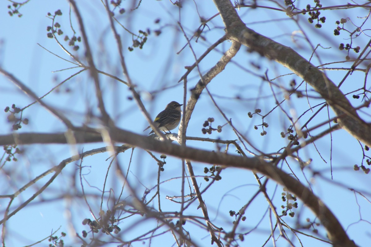 lesňáček žlutoskvrnný (ssp. coronata) - ML82195561