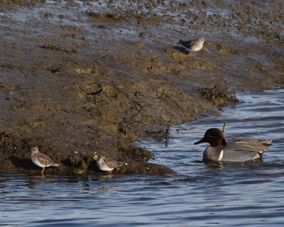 Least Sandpiper - ML82195911