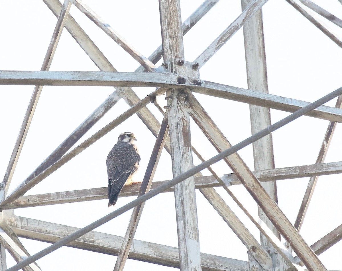 Prairie Falcon - ML82196221