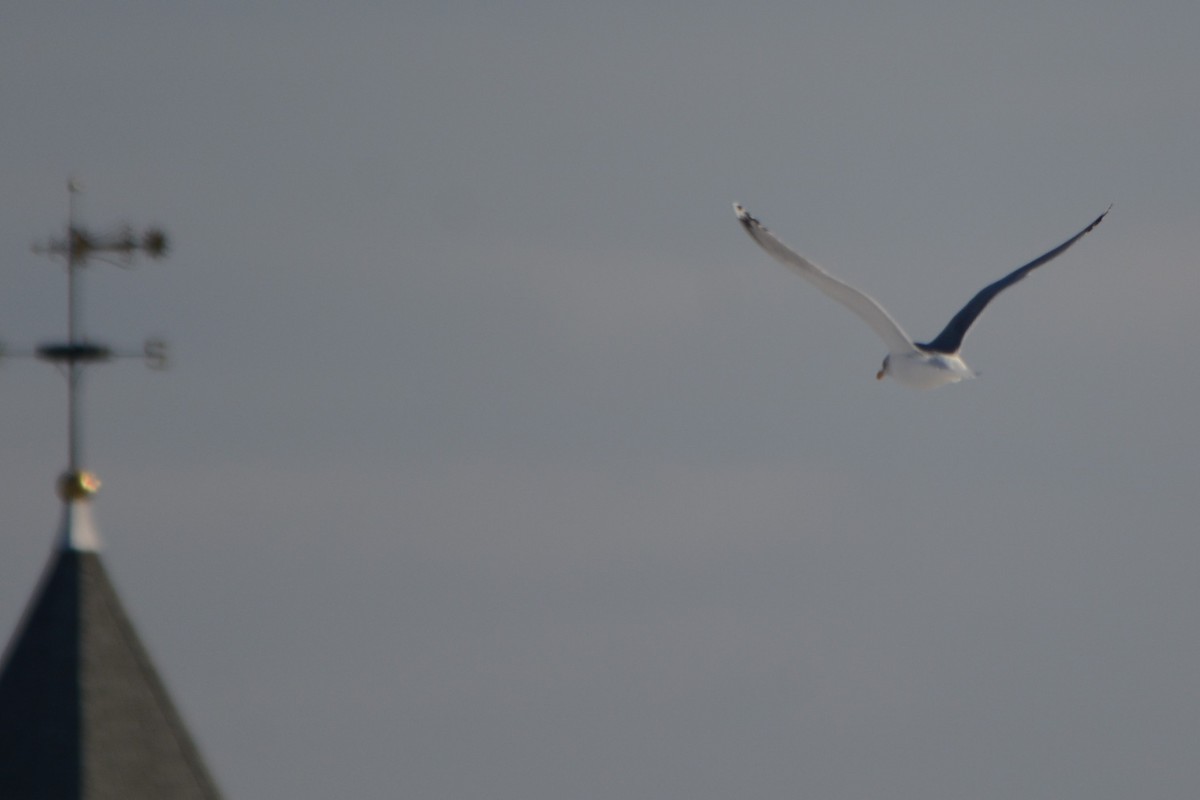 Great Black-backed Gull - ML82196911