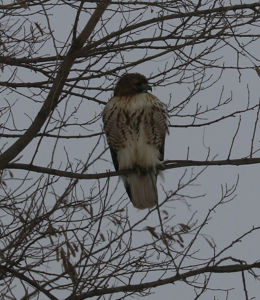 Rotschwanzbussard - ML82197611