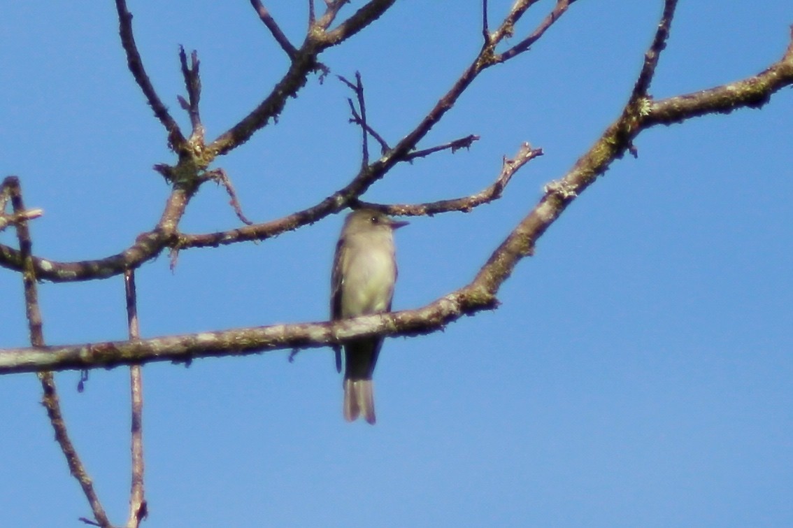 pewee sp. (Contopus sp.) - ML82197961