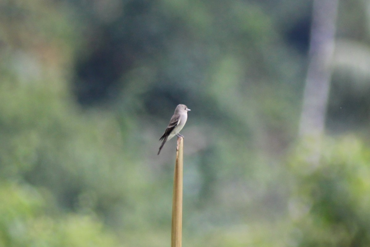 pewee sp. (Contopus sp.) - ML82197971