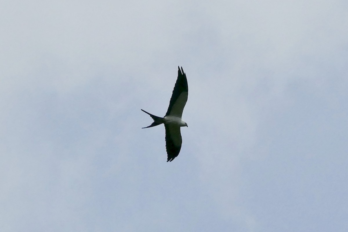 Swallow-tailed Kite - ML82199391