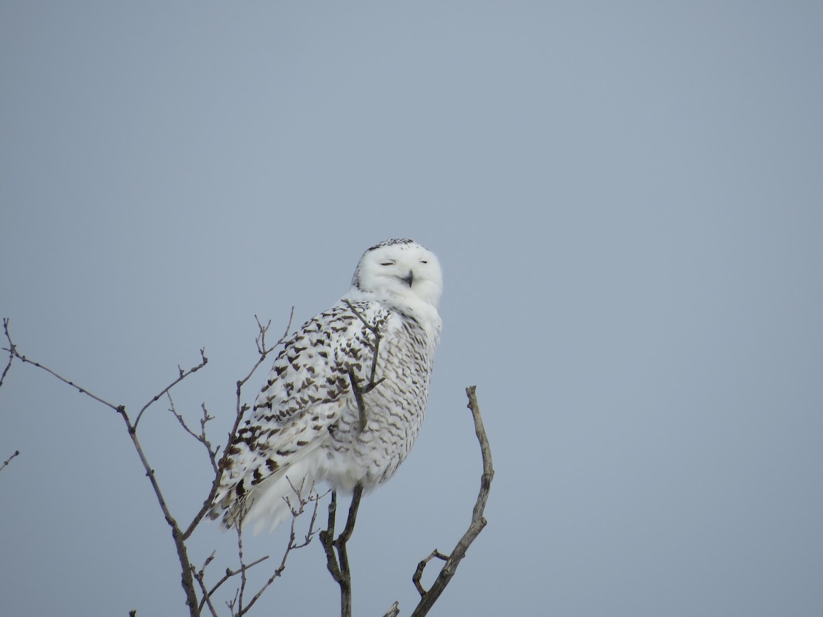 Snowy Owl - Matthew Garvin