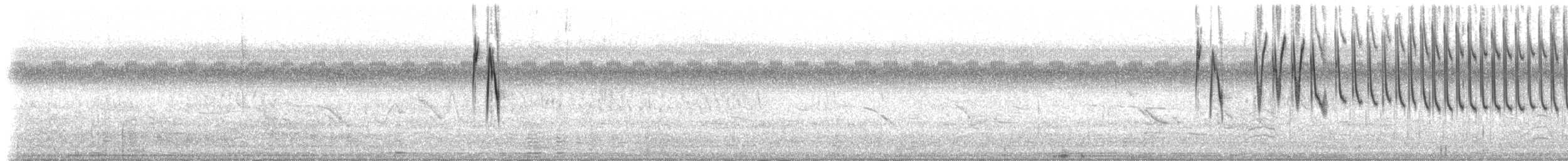 Sicale des savanes (groupe chrysops) - ML82201811