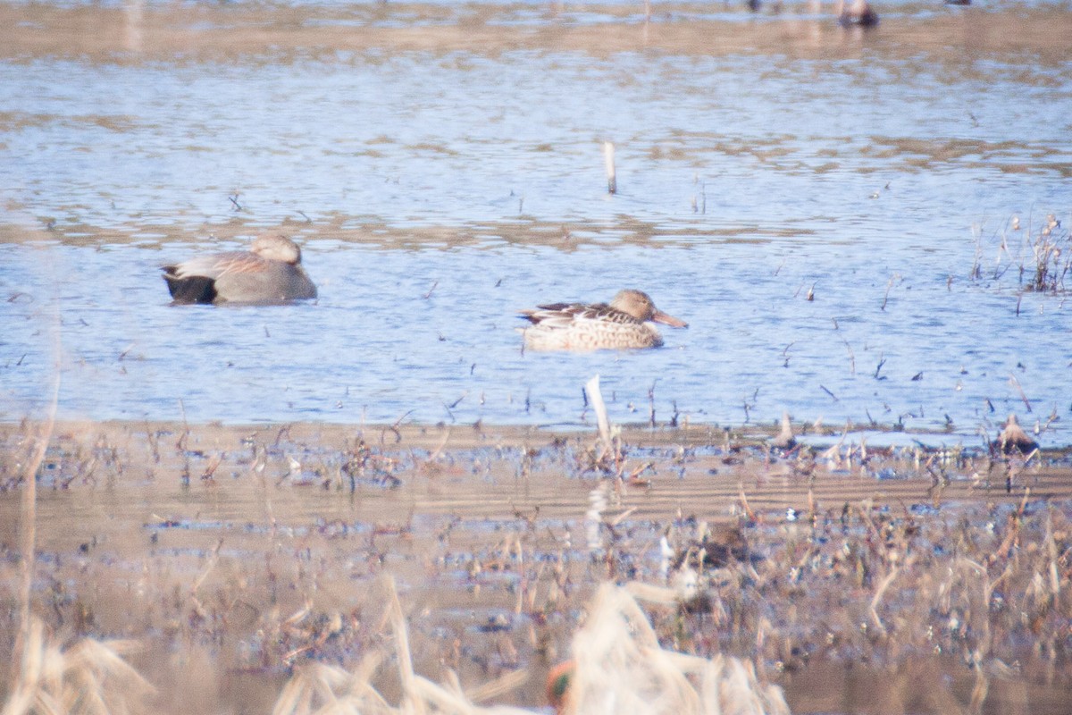 Canard chipeau - ML82201881