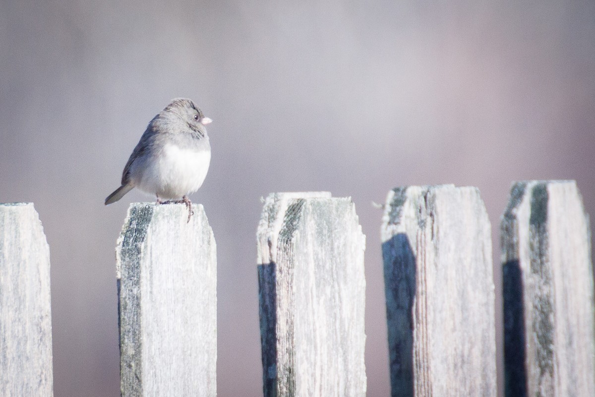 Junco ardoisé - ML82202151