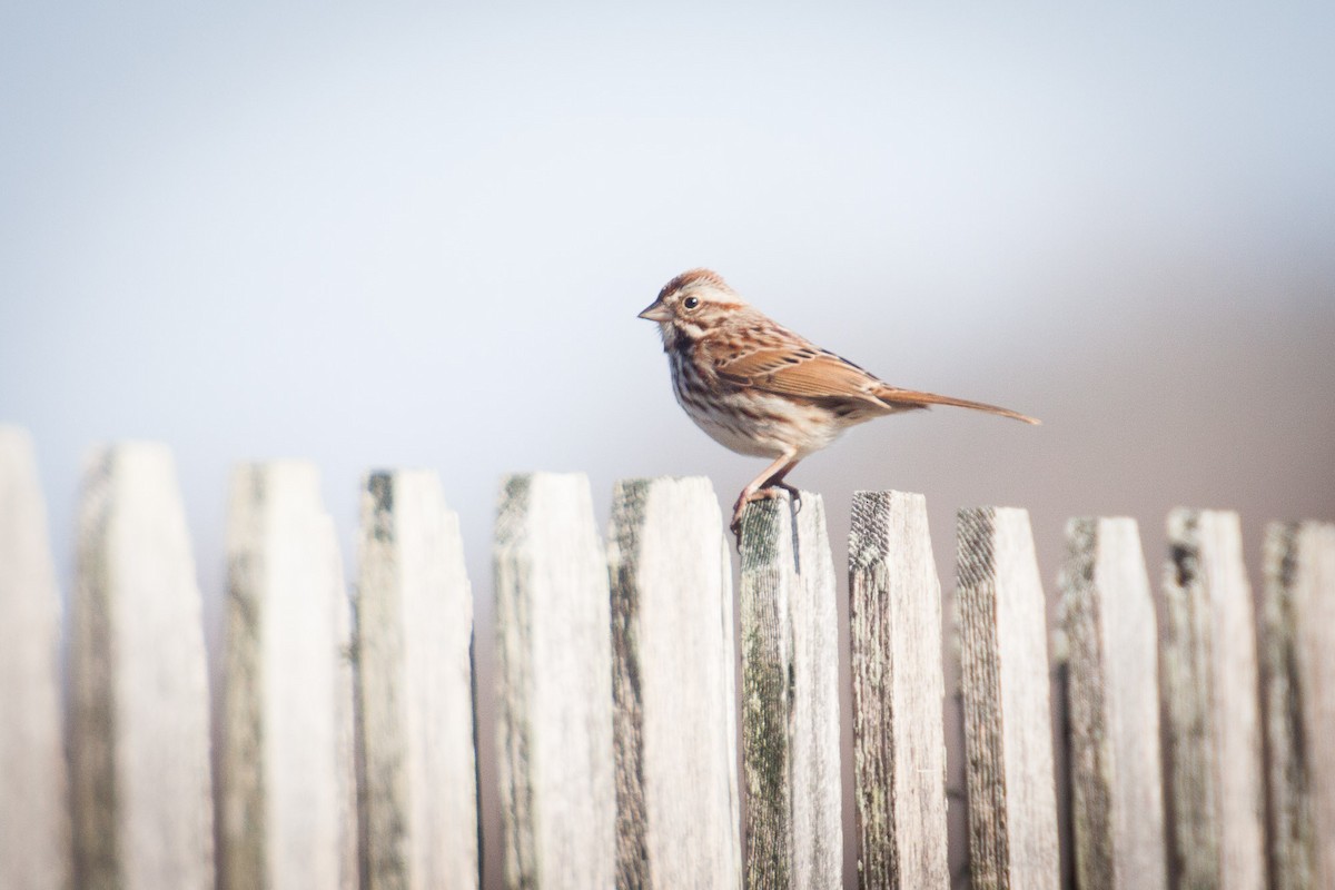 Song Sparrow - ML82202201