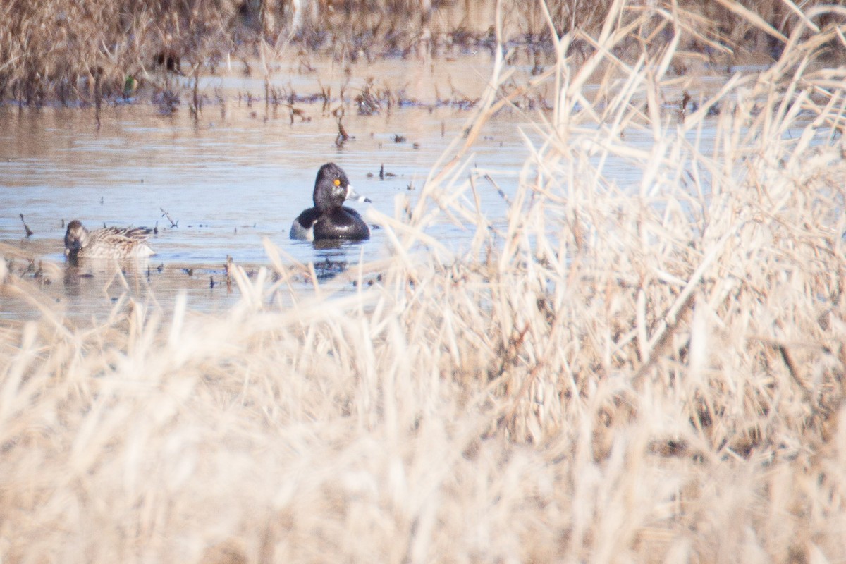 Ring-necked Duck - ML82202311