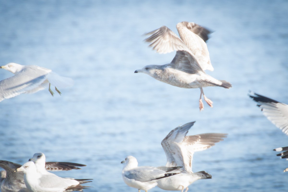 Gaviota Argéntea - ML82202611