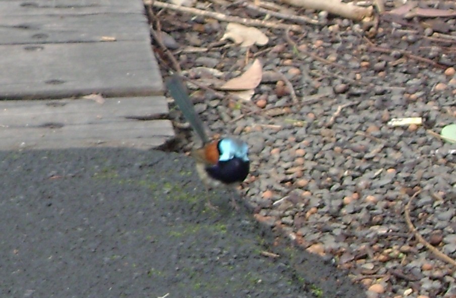 Red-winged Fairywren - ML82204391