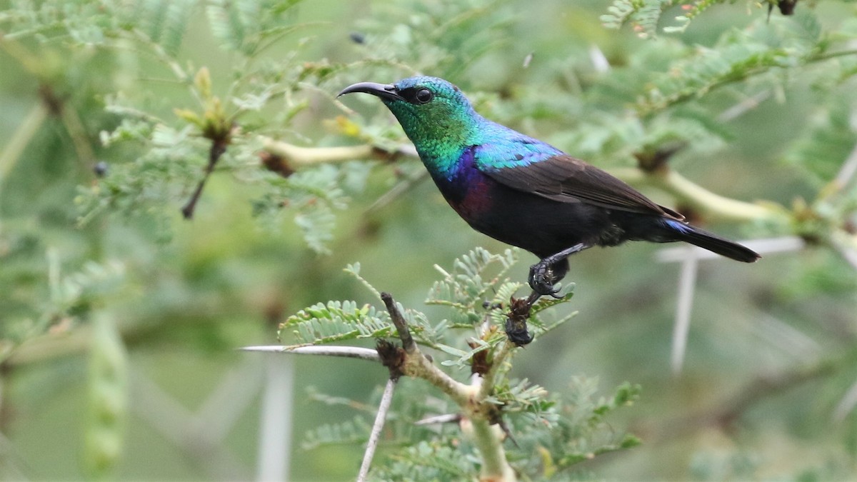 Purple-banded Sunbird - Dean LaTray