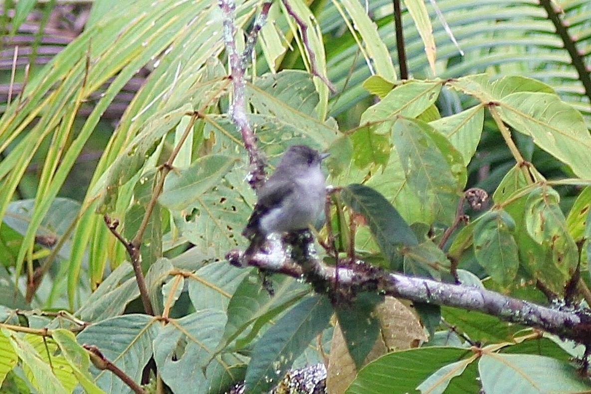 Contopus sp. - ML82204871