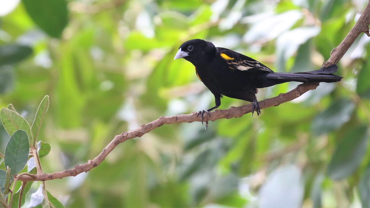 White-winged Widowbird - Dean LaTray