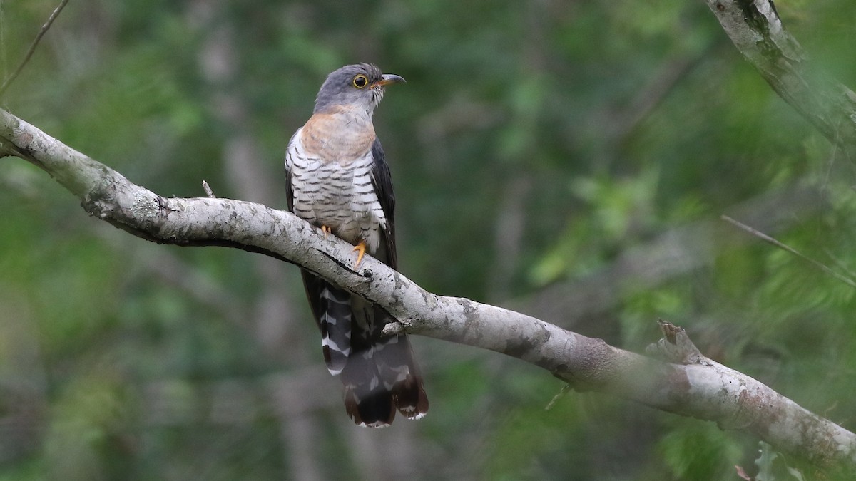 Red-chested Cuckoo - Dean LaTray