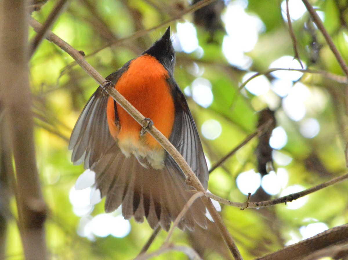 Slate-throated Redstart - ML82206531