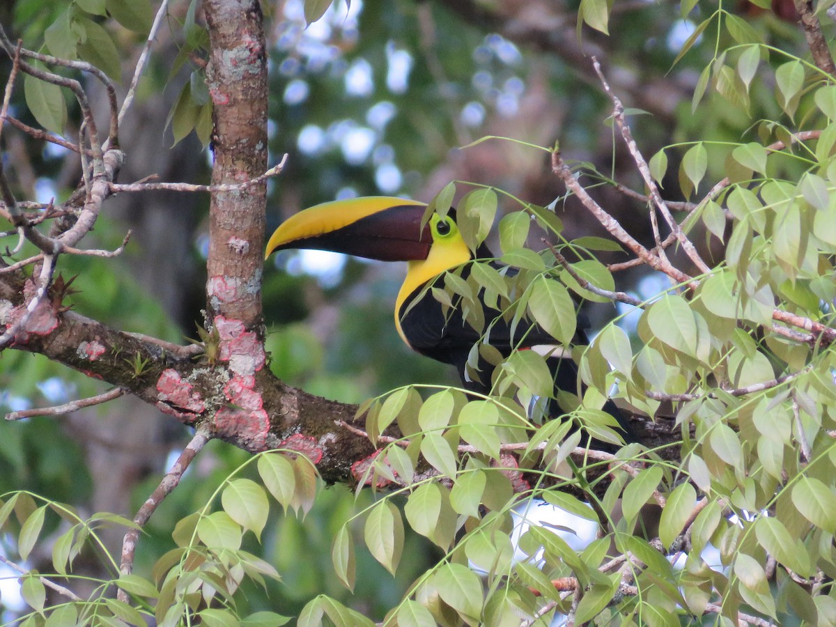 Yellow-throated Toucan - Pat  Lueders