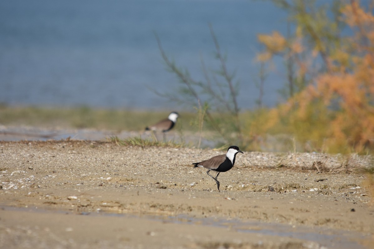 Spur-winged Lapwing - ML82210381