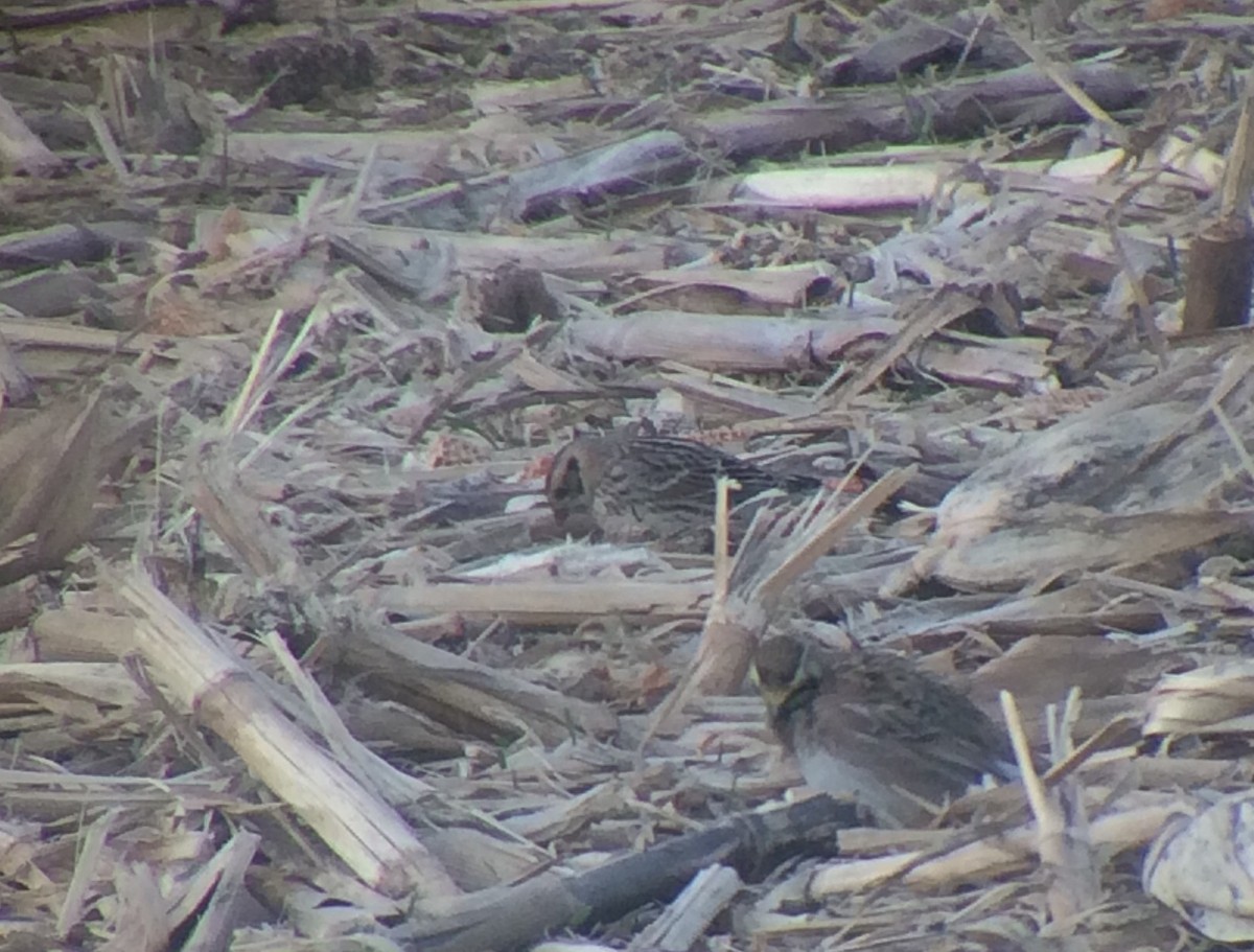 Lapland Longspur - ML82213151