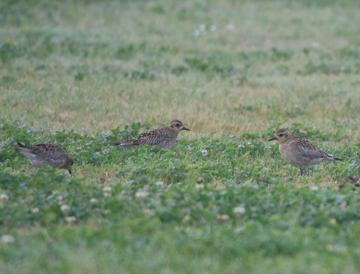 Pluvier fauve - ML82215251