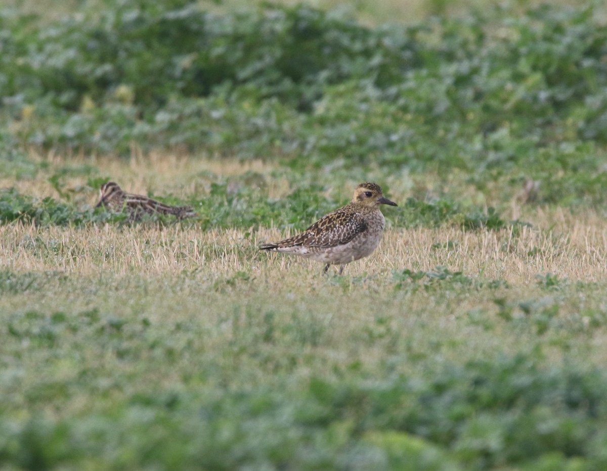 Pluvier fauve - ML82215381