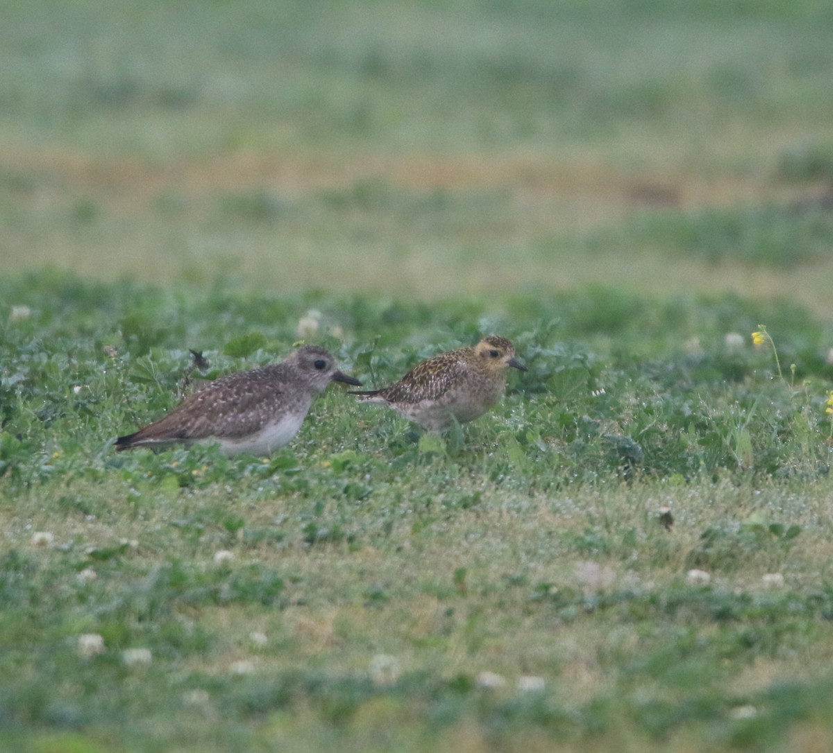 Pluvier fauve - ML82215391