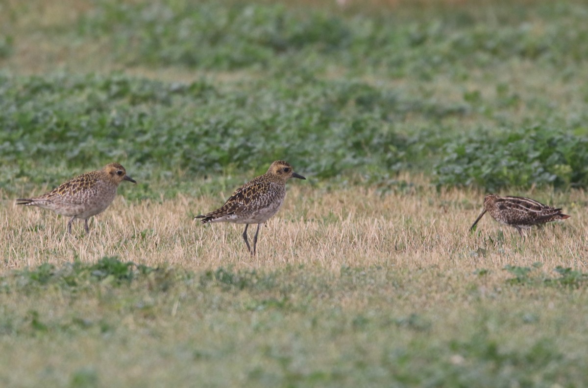 Pluvier fauve - ML82215431