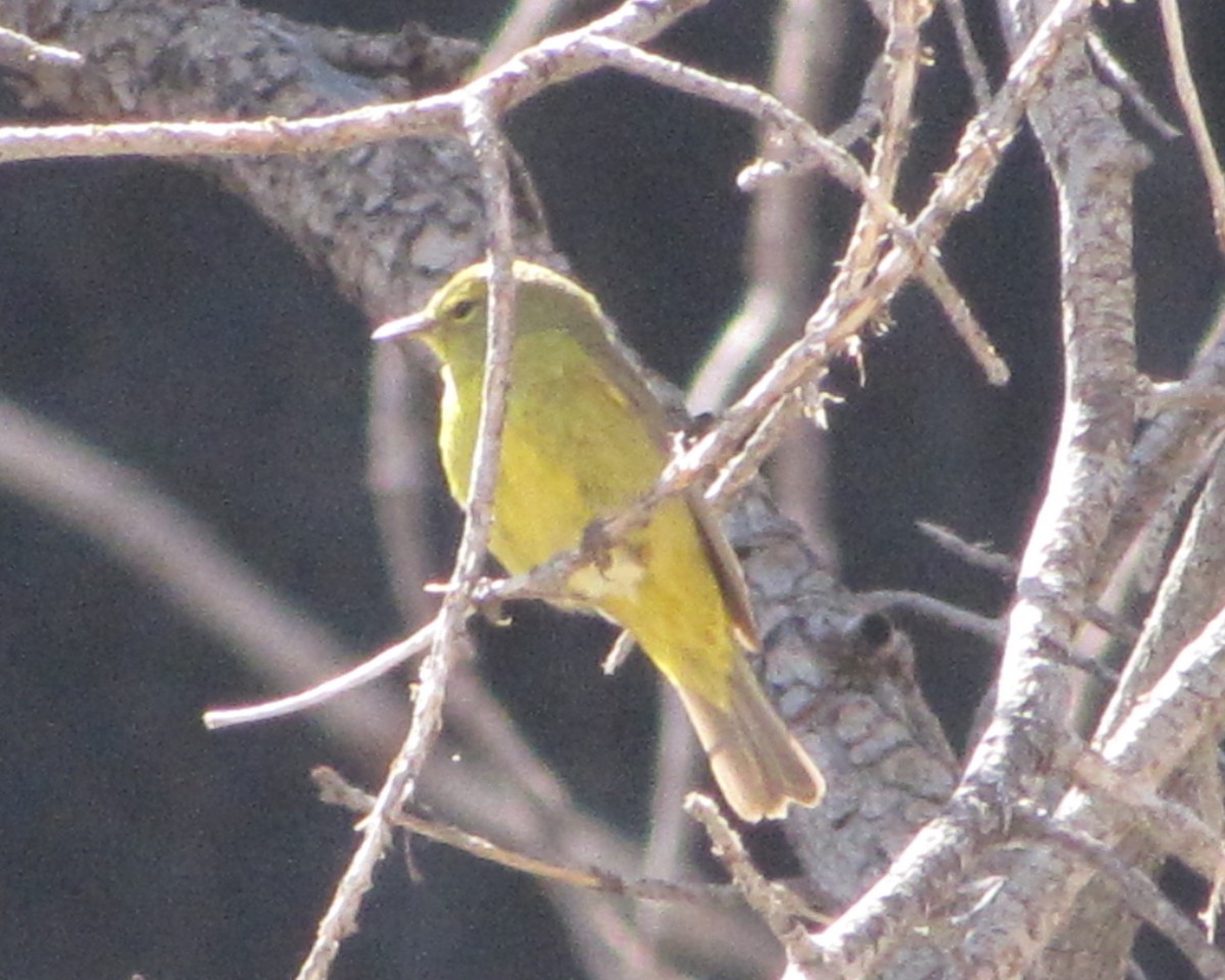 Orange-crowned Warbler - ML82217081