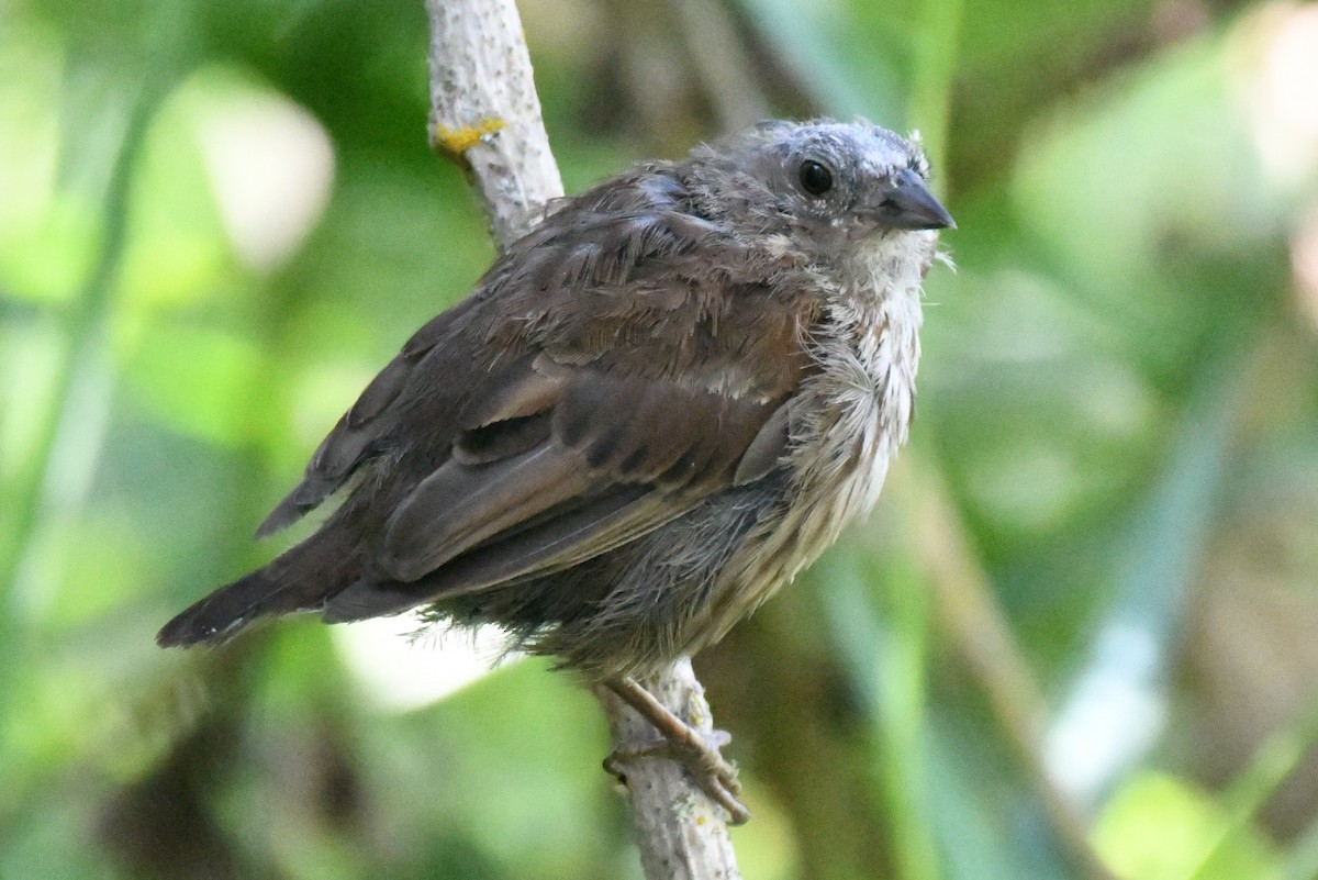 passerine sp. - Cathryn Dippo