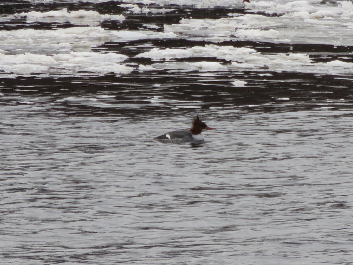 Common Merganser - ML82218421