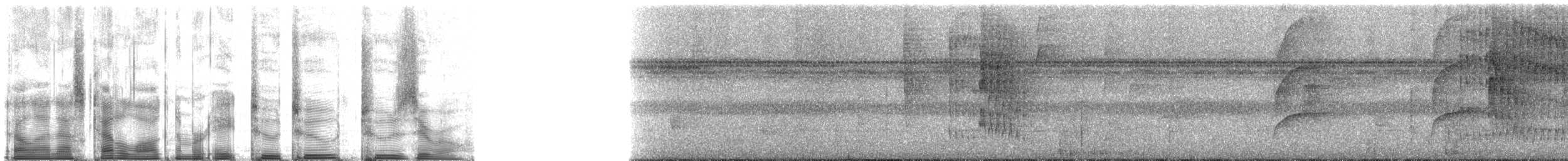 Microxénops à queue rousse - ML82220