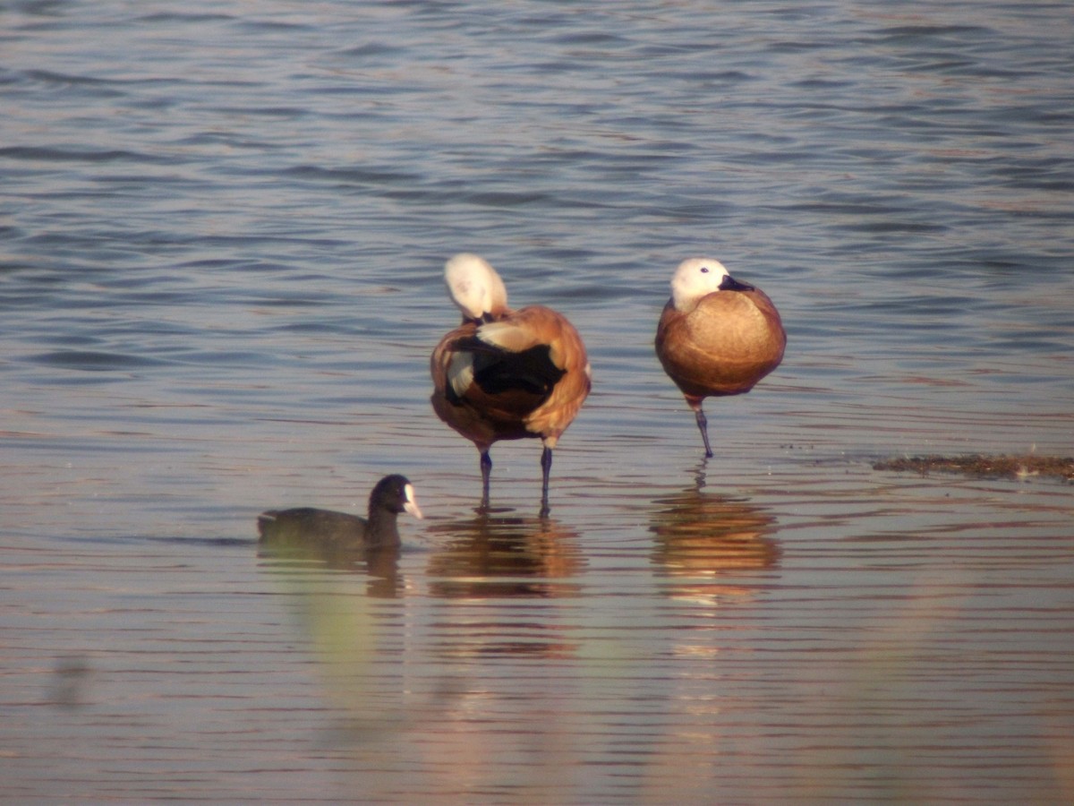 Ruddy Shelduck - ML82221431