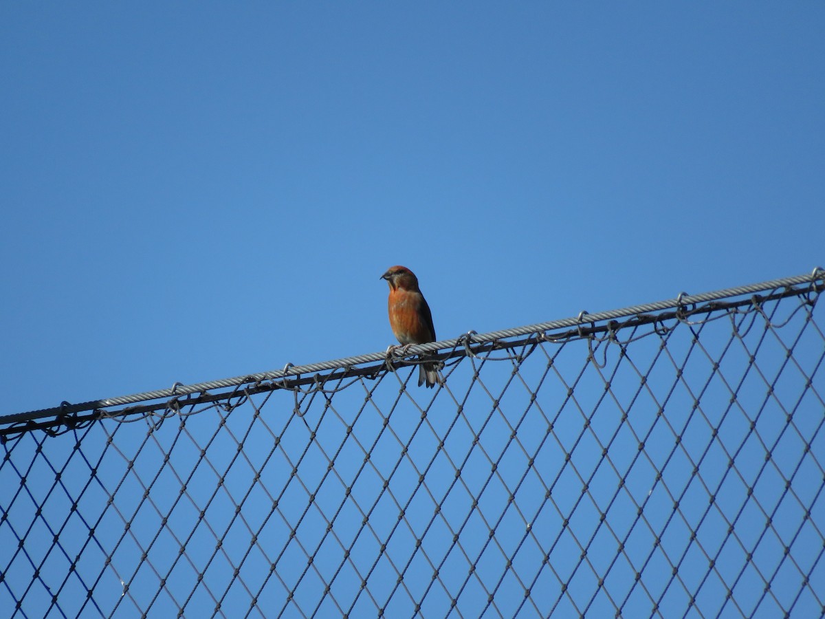 Red Crossbill - ML82222141