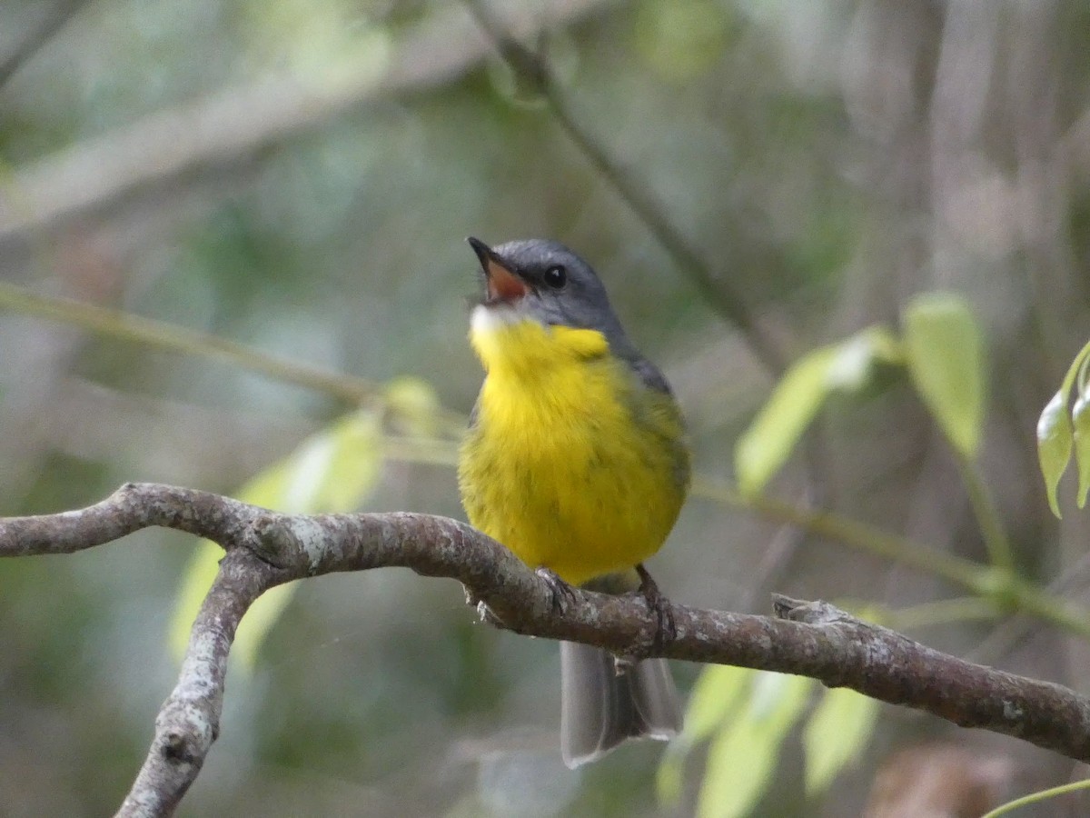 Eastern Yellow Robin - Nick Lambert