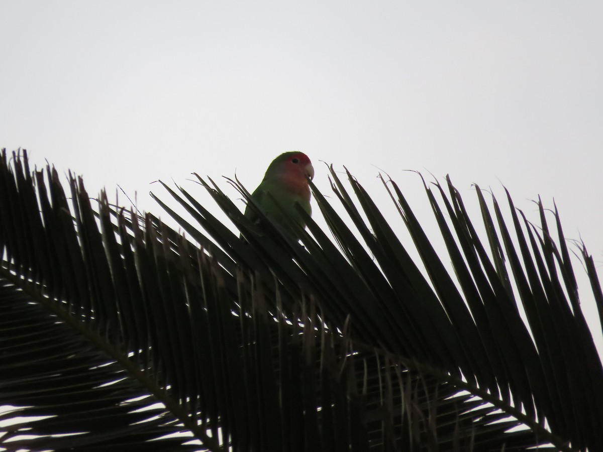 Rosy-faced Lovebird - ML82223041