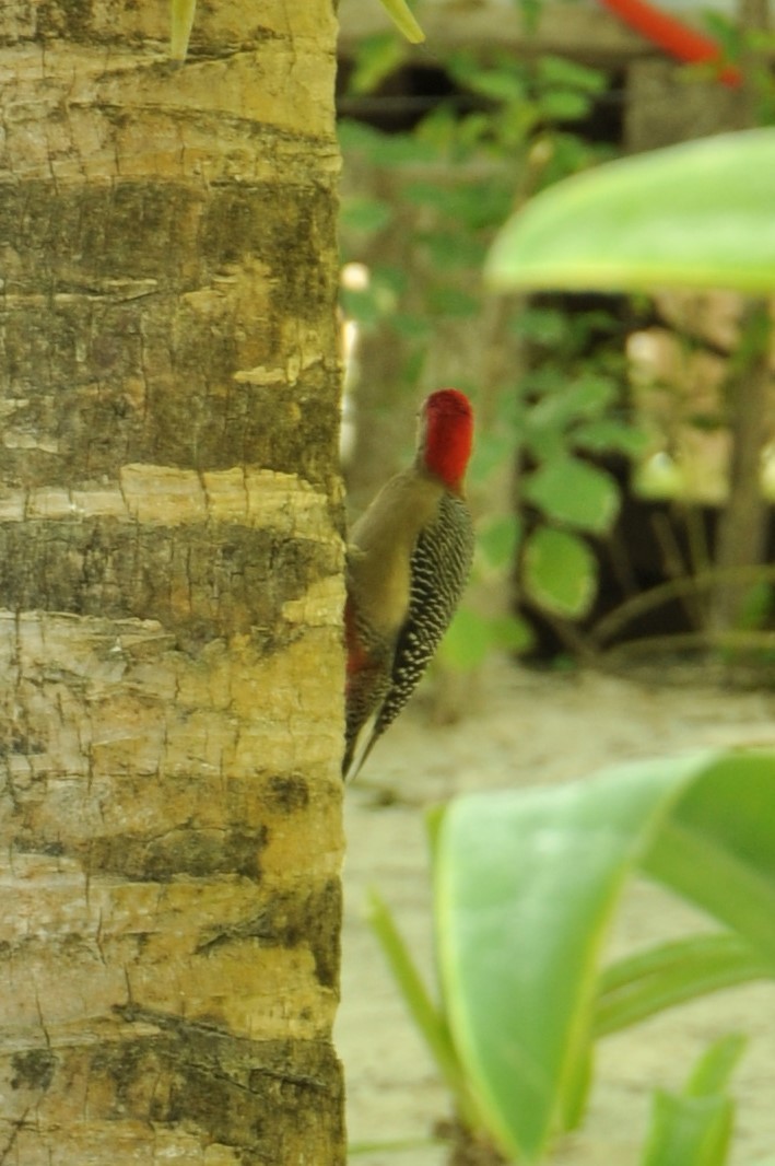 Golden-fronted Woodpecker - ML82224531