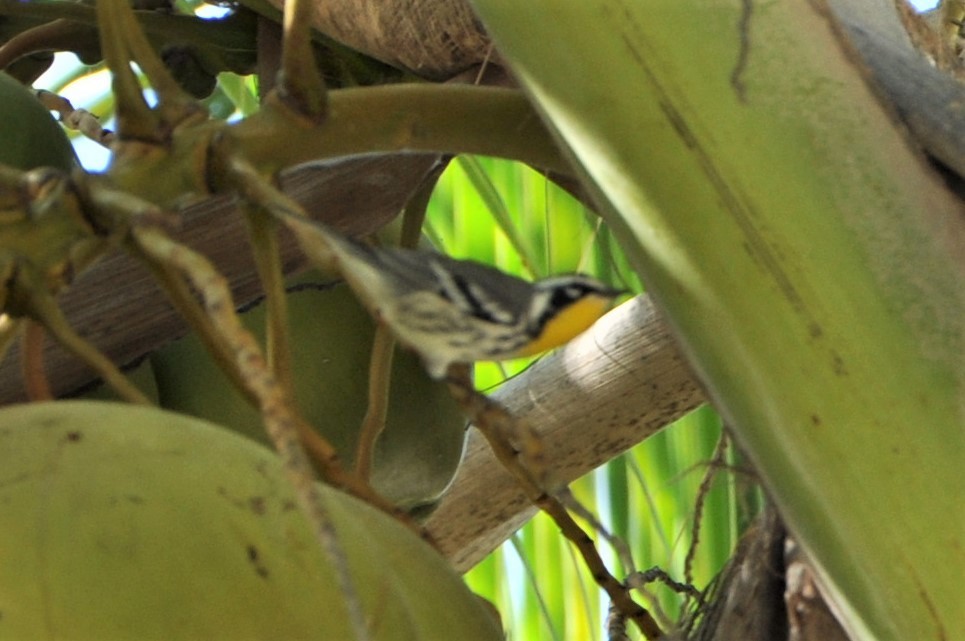 Yellow-throated Warbler - ML82224591