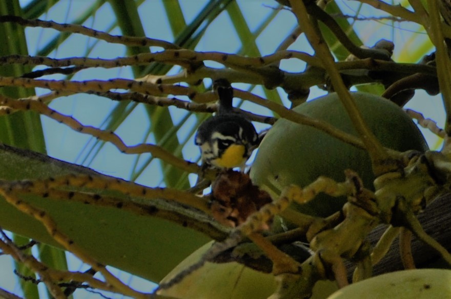 Yellow-throated Warbler - ML82224601