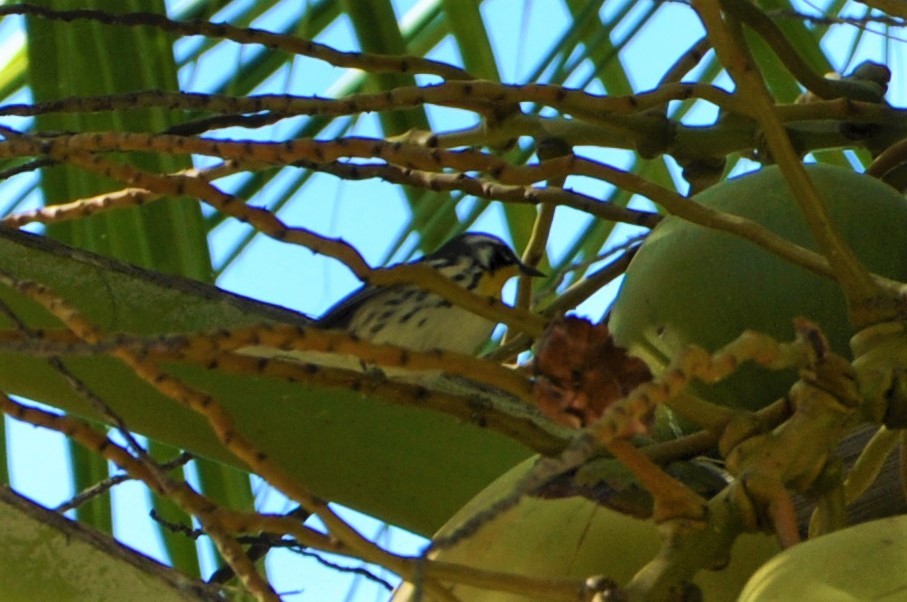 Yellow-throated Warbler - ML82224611