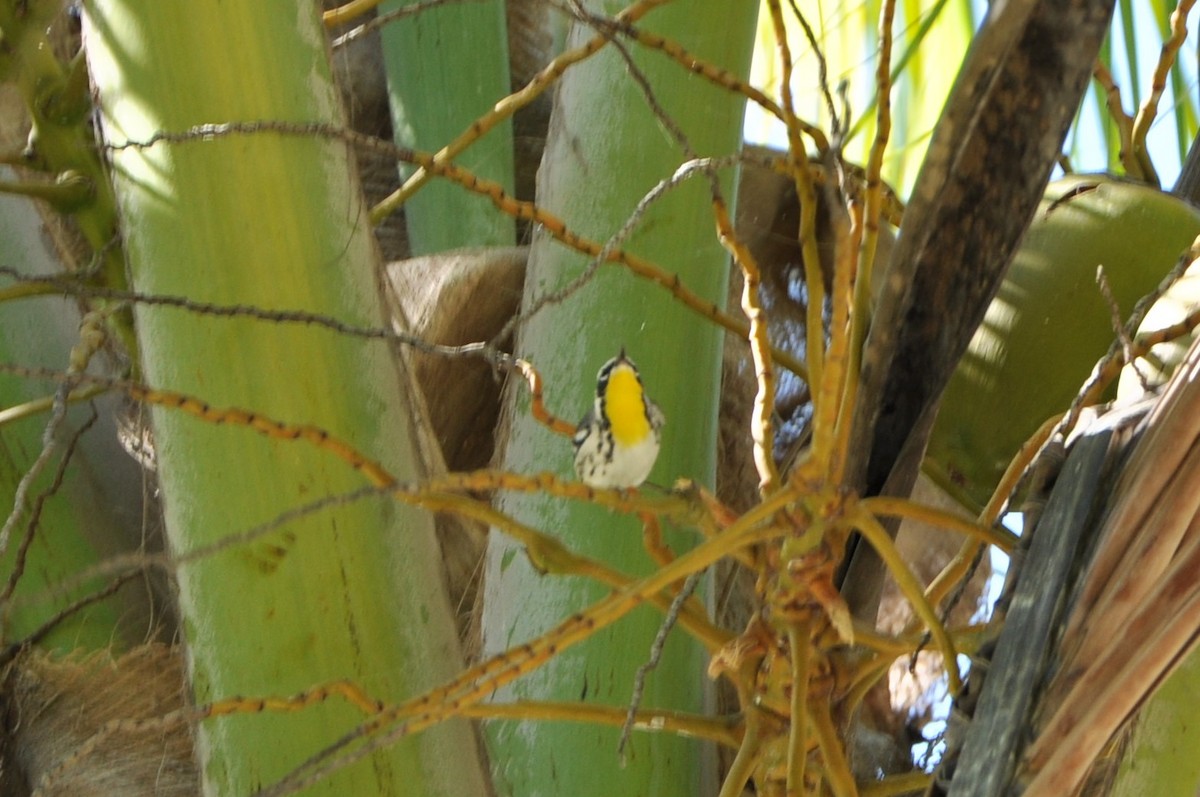 Yellow-throated Warbler - Suchithra Prabhu