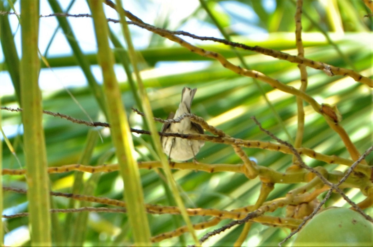 Yellow-throated Warbler - ML82224651