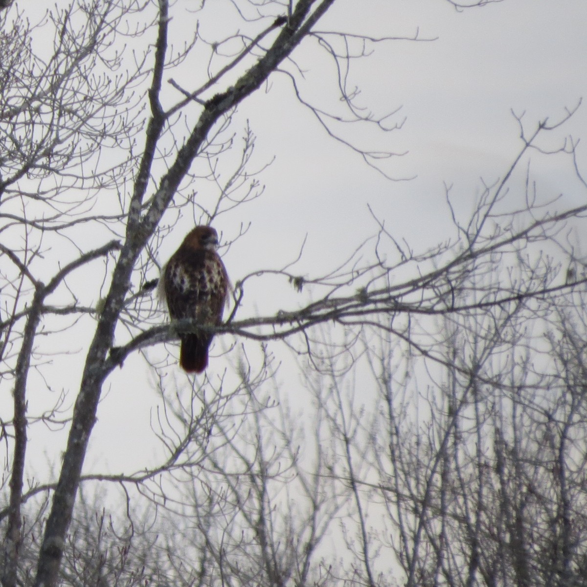 Red-tailed Hawk - ML82225321