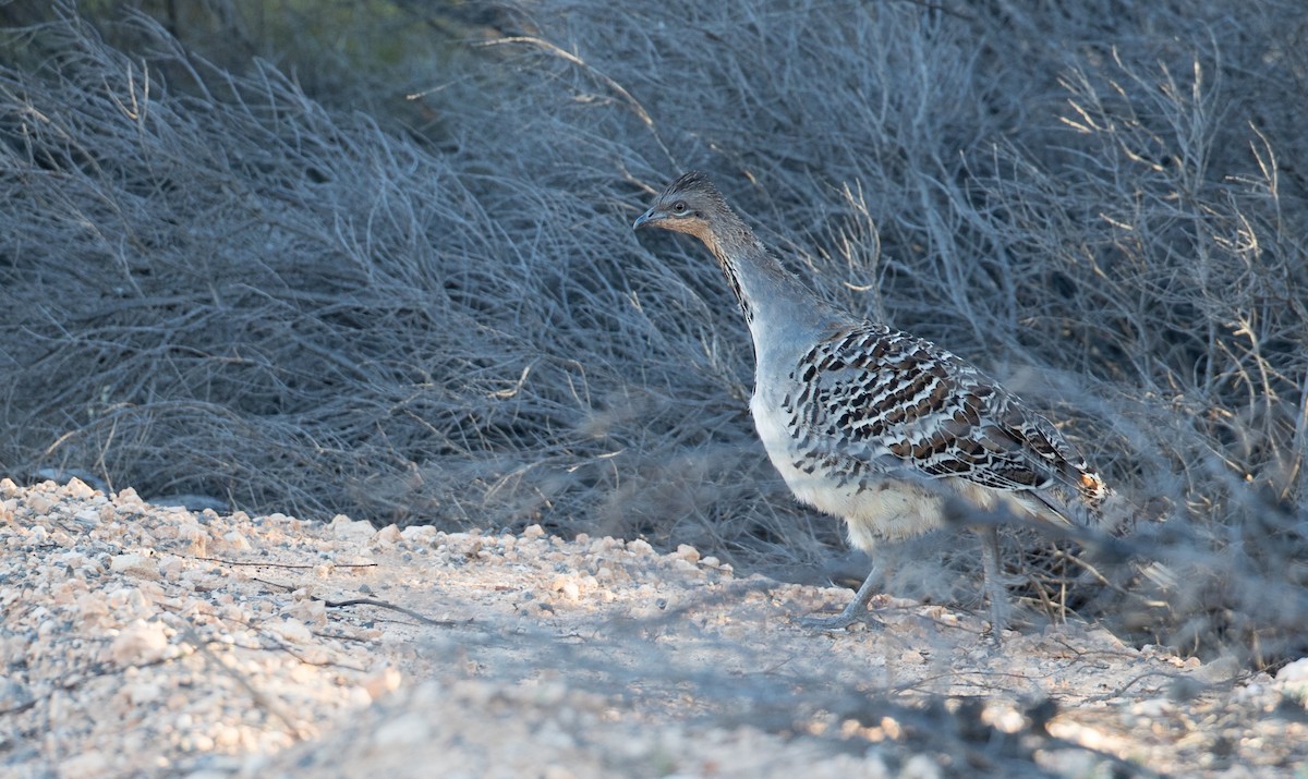 Malleefowl - Ian Davies